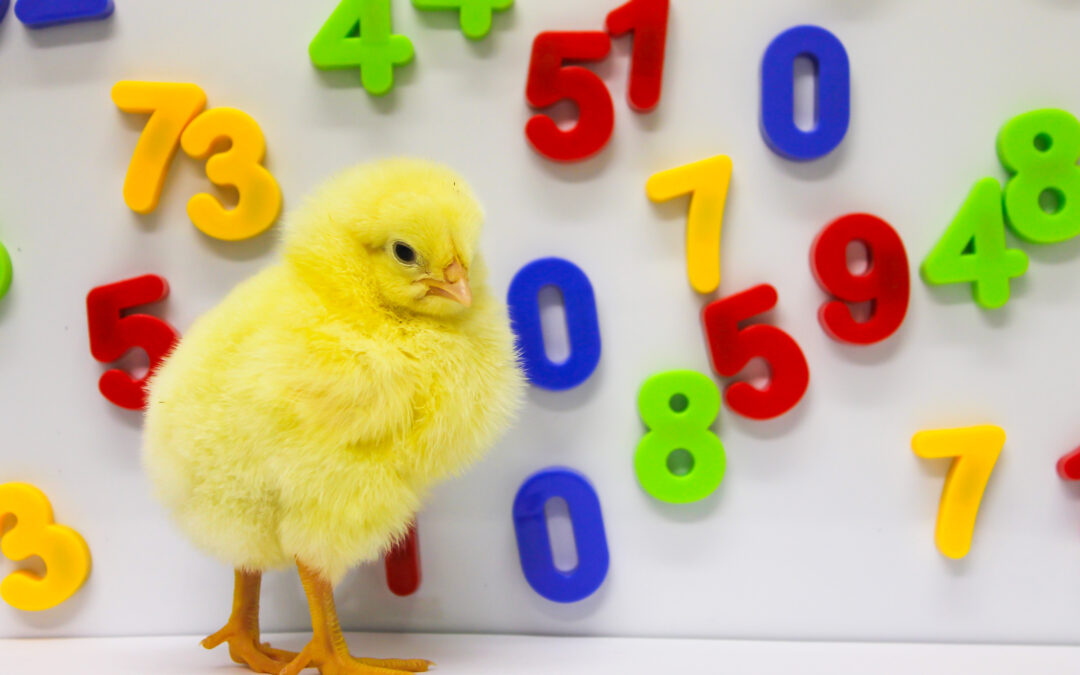 Il senso del numero in pulcini e bambini